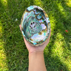 Abalone Shell ~ Pure Blue from Mexico