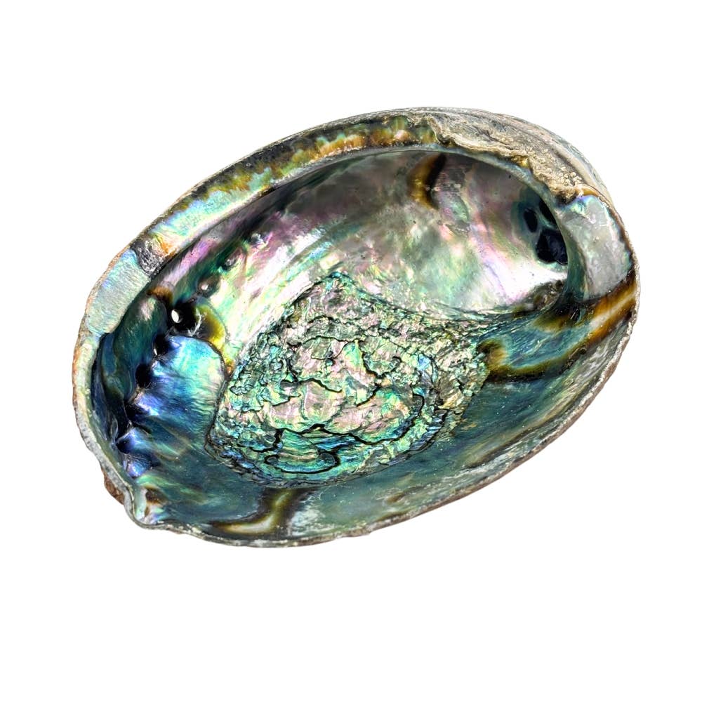 Abalone Shell ~ Pure Blue from Mexico