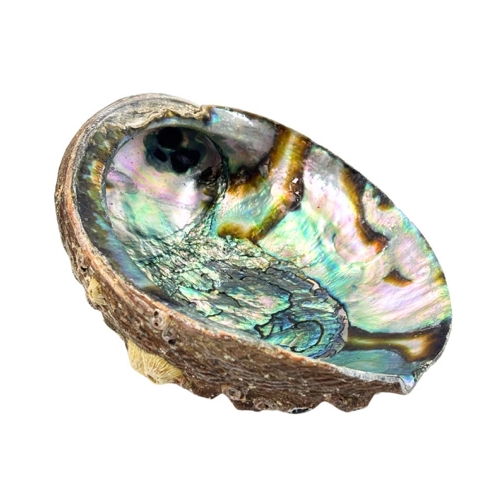 Abalone Shell ~ Pure Blue from Mexico